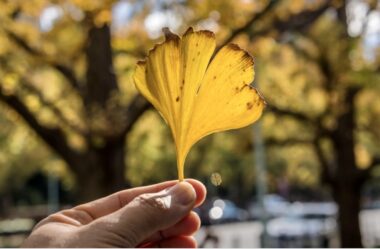 Ginkgo Biloba: a Árvore Símbolo da Paz e Longevidade